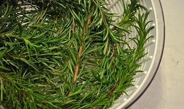 biberiye cayinin faydalari ve zararlari