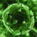 Hepatit virüsü bulundu