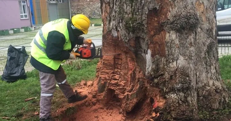 İBB ağaçları katlediyor! Bursa Büyükşehir Belediyesi’nin 433 yıllık çınarların bakımını sürdürüyor