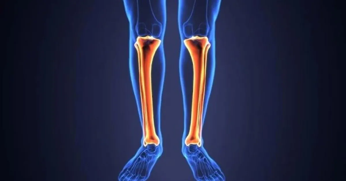 Tibia Kemiği Neresi? Tibia Kemiği Nerede Bulunur ve Ne İşe Yarar?