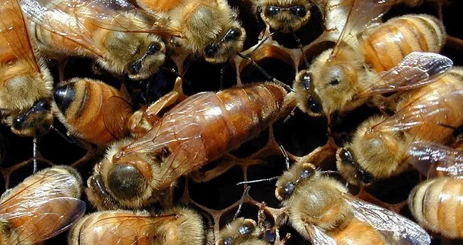 urettigi kralice arilarin tanesini 100