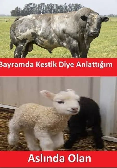 Yaklaşan Kurban Bayramı capsleri!
