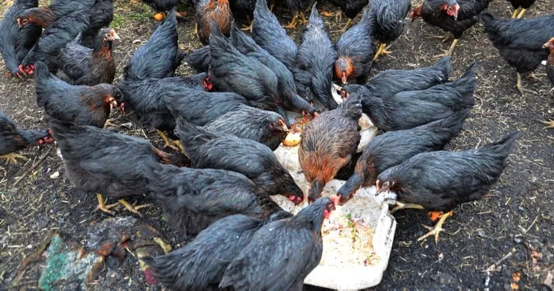 ruyada tavuk gormek nasil yorumlanir ruyada tavuk yemek ve tavuk eti gormek neye isarettir ruya tabirleri haberleri