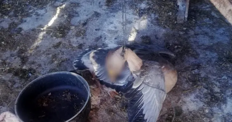 Kümeste korkunç manzara! Hayvan sahibi hayatının şokunu yaşadı!