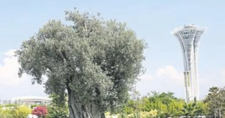 Asırlık zeytinler meyve verdi