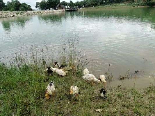Yeşil Göl’e ördek yavruları bırakıldı