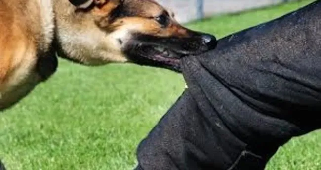 ruyada kopek isirmasi neye isarettir ne anlama gelir ruyada kopek isirmasi anlami ruya tabirleri haberleri