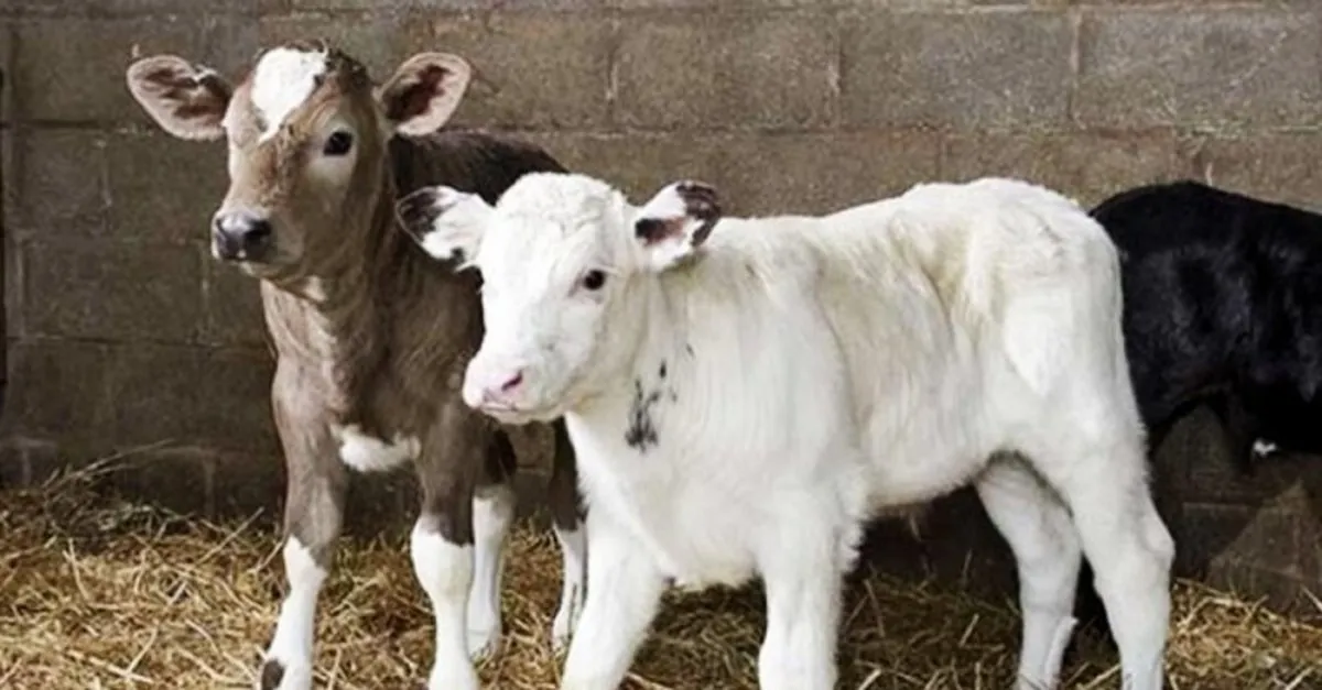 buzagi desteklemeleri ne zaman hangi gun yatacak buzagi destegi yatti mi son dakika haberler