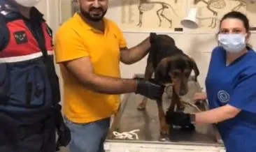 İzmir’in Beydağ ilçesinde yaralı köpeği Jandarma kurtardı