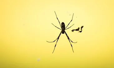 ruyada orumcek gormek ne anlama gelir haberleri son dakika ruyada orumcek gormek ne anlama gelir gelismeleri ruyada orumcek gormek ne anlama gelir haberleri son dakika ruyada orumcek gormek ne anlama gelir gelismeleri