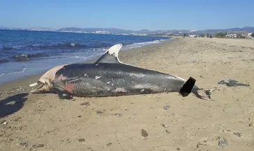 Yunus ve deniz kaplumbağası ölü bulundu