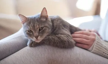 ruyada kedi gormek ne anlama gelir haberleri son dakika ruyada kedi gormek ne anlama gelir gelismeleri
