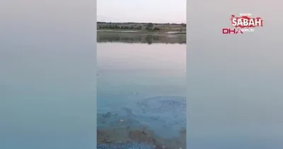 Sazlıbosna Barajı’nda tedirgin eden görüntü: Su yosunlaşmış balıklar ölüyor! | Video