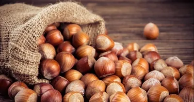 2025 TMO fındık fiyatları kaç TL oldu? İşte Levant ve Giresun kalite fındık güncel fiyatları