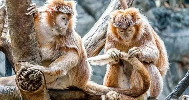 Doğurarak Çoğalan Hayvanlar Hangileri? Hangi Hayvan Türleri Doğurarak Çoğalır?