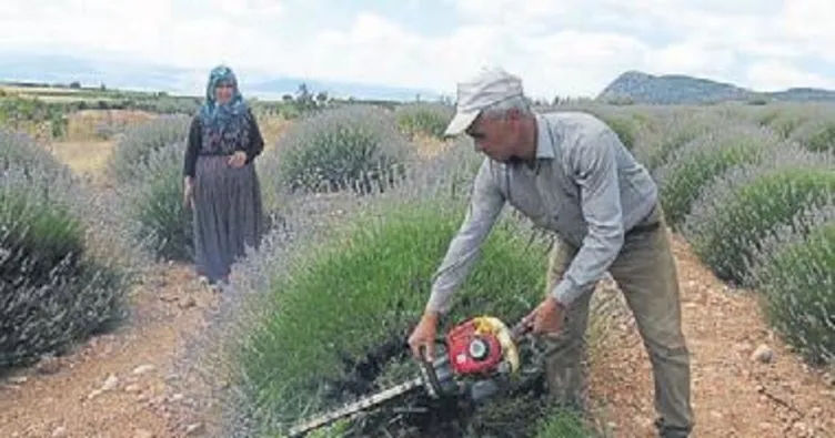 Üreticiye 140 bin lavanta desteği