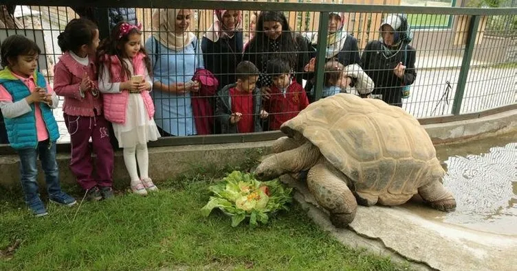 Kaplumbağa Tuki 97 yaşına girdi