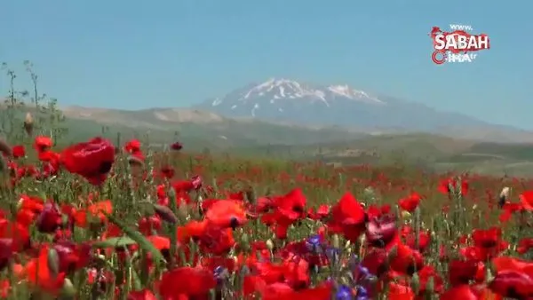 Gelincik çiçeklerinin Süphan Dağı ile oluşturduğu manzara hayran bırakıyor | Video