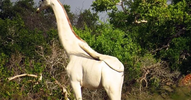 Dünyadaki son dişi beyaz zürafa öldürüldü
