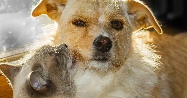 Çip taktırmamak için terk ediyorlar