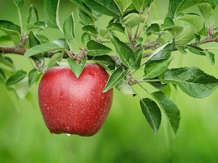 Günde en az 1 elma yerseniz... .