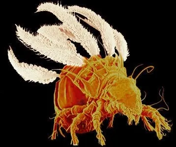 agirliklarina gore en cok yuk kaldiran canlilar galeri dunya