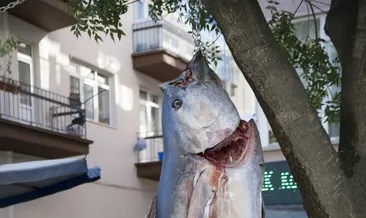 Dev orkinos Rize’de yakalandı, Ankara’da satıldı