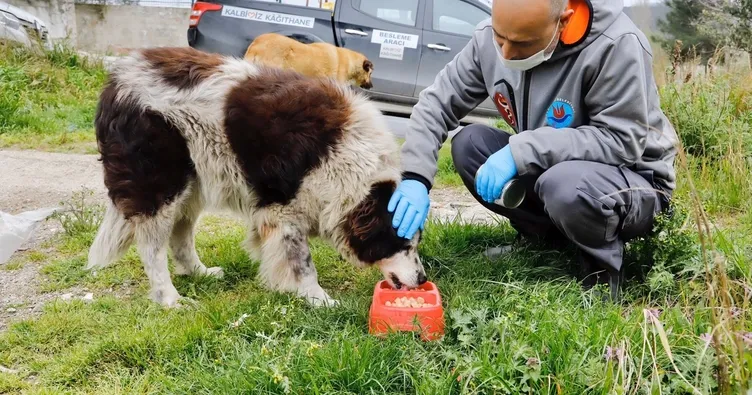 Sokak hayvanları için birleştiler
