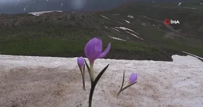 Nemrut’ta karlar arasında açan kardelenlerin güzelliği mest etti | Video