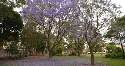 Sydney’i süsleyen mor güzellik!