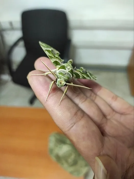 Bu kelebeğin tırtılına sakın dokunmayın: Zehirli olabilir!