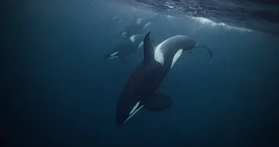 Kameralar saniye saniye kaydetti! Gösteri için suya girdiği suda balina saldırısına uğradı