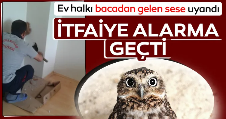 Bacada mahsur kalan baykuş kurtarıldı