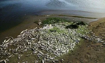 Üst üste yaşanan balık ölümleri korkutuyor