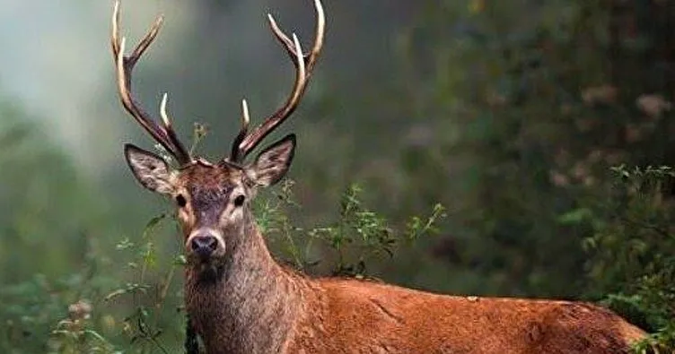 Bolu’da kızıl geyik avına mahkemeden iptal
