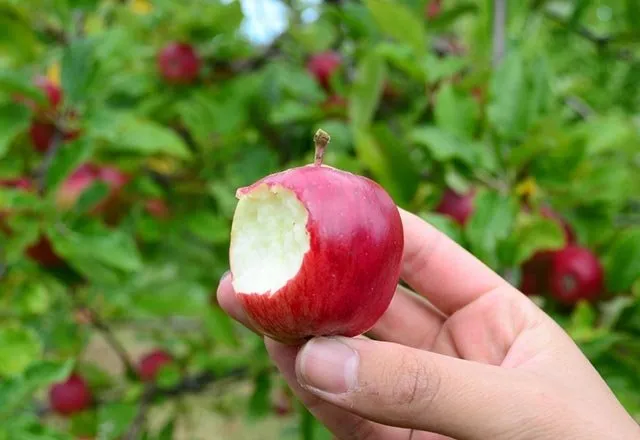 Günde 1 tane elma yemenin cinselliğe etkisi