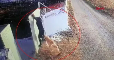 SON DAKİKA: Afyonkarahisar’da köpek saldırınca ’Örümcek adam’ misali duvara tırmanan adam kamerada!