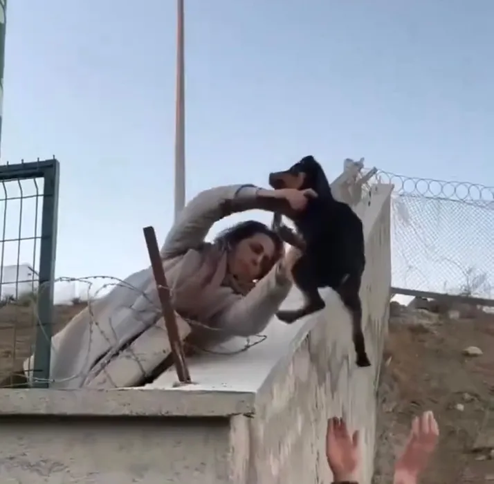 SON DAKİKA... CHP’li Mamak Belediyesi’nin hayvan barınağında skandal: Aç bırakılan köpekler birbirini parçaladı!