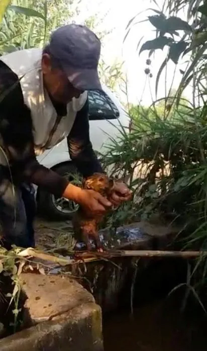 Kanalete düşen yavru köpeği çiftçi kurtardı