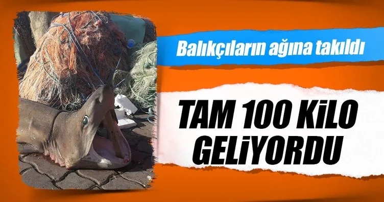 Marmaralı balıkçıların ağına 1,5 metrelik köpek balığı takıldı