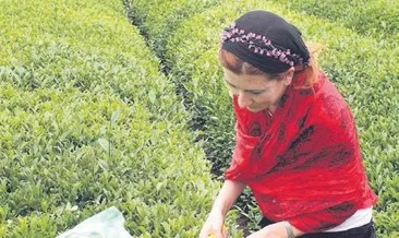 Çay sözleşmeli tarım ürünü oluyor
