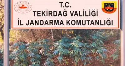 Hazine arazisine kenevir ekmiş!