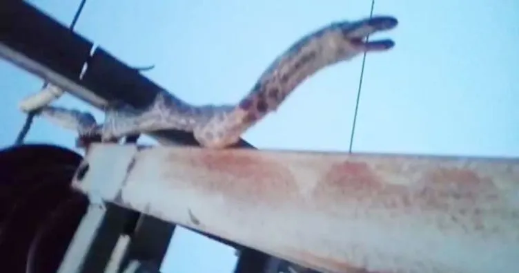Muş’ta 2 metrelik yılan 12 köyü karanlıkta bıraktı