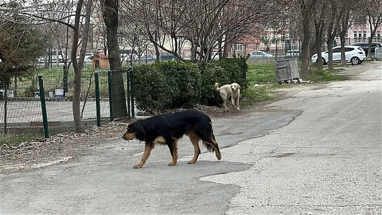 O ilimizde sokak köpeği dehşeti: Tekrar nasıl giderim, bir daha saldılarsa!