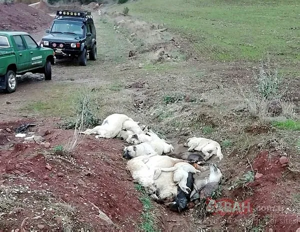 Osmaniye’de kahreden görüntü! Arazide üst üste atılmış köpek ölüleri bulundu