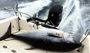 Oltaya 130 kiloluk orkinos takıldı