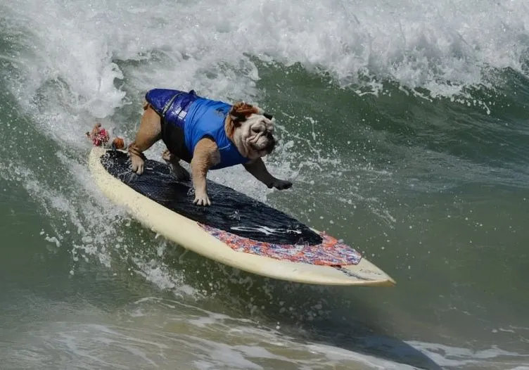 Sörf tutkunu köpekler buluştu