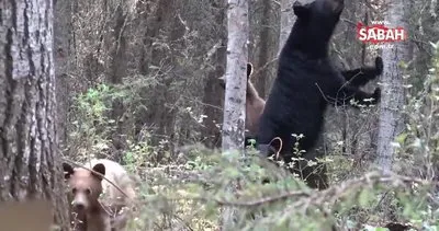 Ormanda dişi ayı ve yavrularını görüntülemeye çalışan acemi belgeselci, ayı saldırısına uğradı!