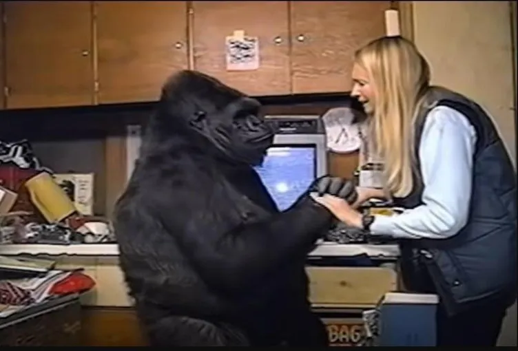 Evrendeki tek akıllı canlı biz değilmişiz! İşaret Dilini Bilen Ünlü Goril Koko empati gösterebiliyordu, ölümlülüğü anlıyordu!