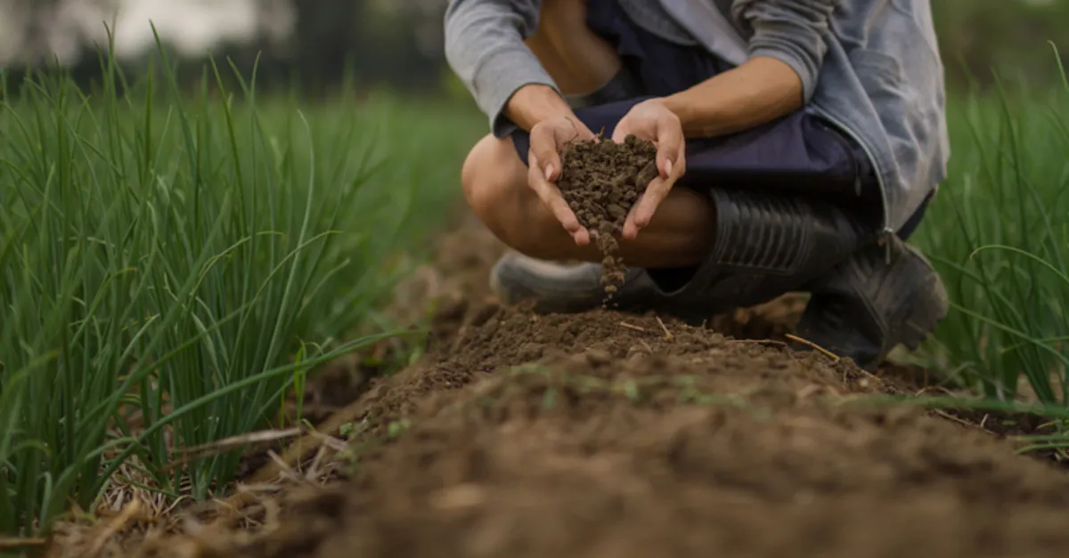 Çernezyom Toprak Nedir? Türkiye'de Çernezyom Toprak Nerede Görülür, Özellikleri Neler?